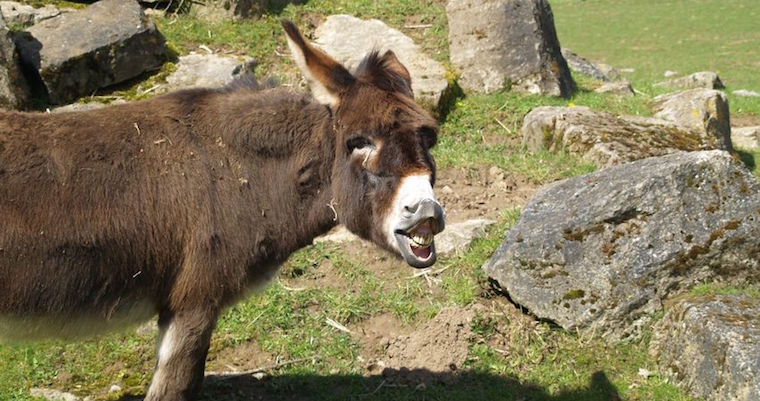 78582836 - laughing donkey showing the teeth